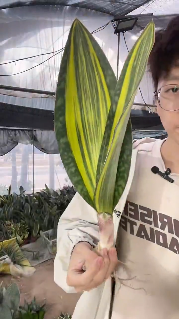 40-60厘米黄金宝镜裸根22.8