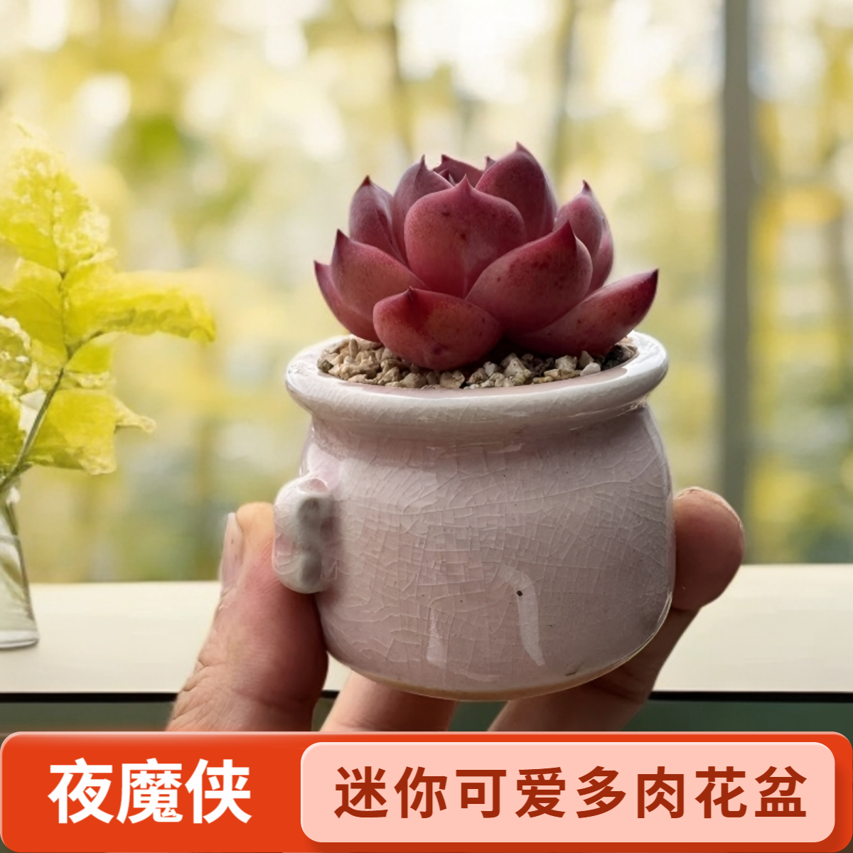 夜魔侠黑武士网红迷你小多肉植物盆栽绿植花卉好养懒人阳台盆景