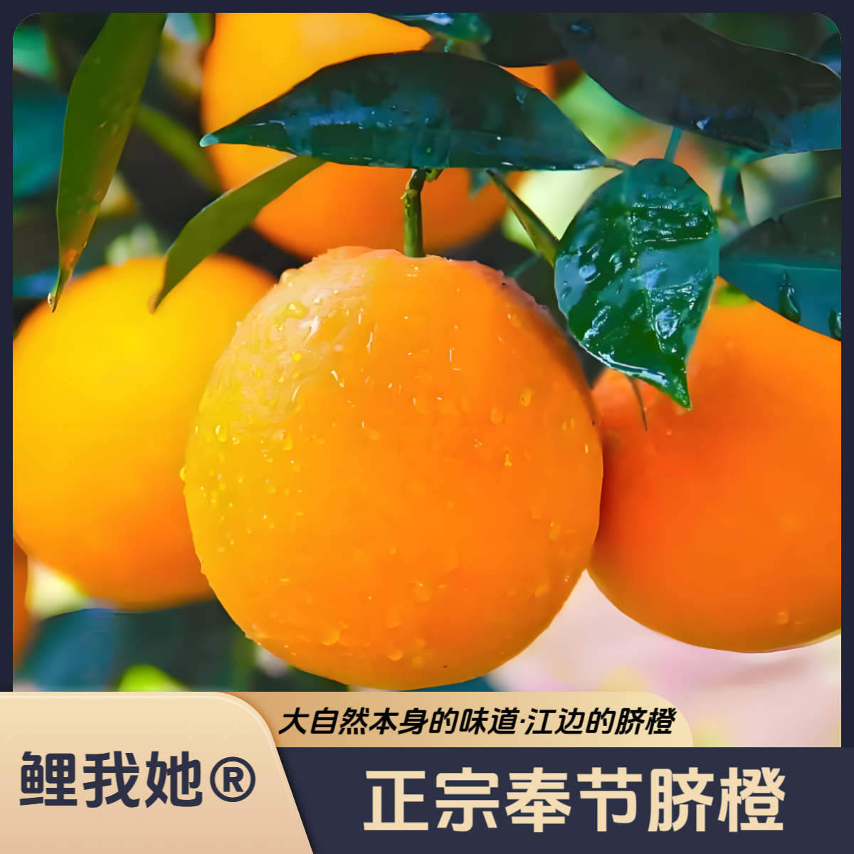 正宗奉节脐橙/纽荷尔/长江边上的橙子/含箱5斤10斤脆甜水果非赣南