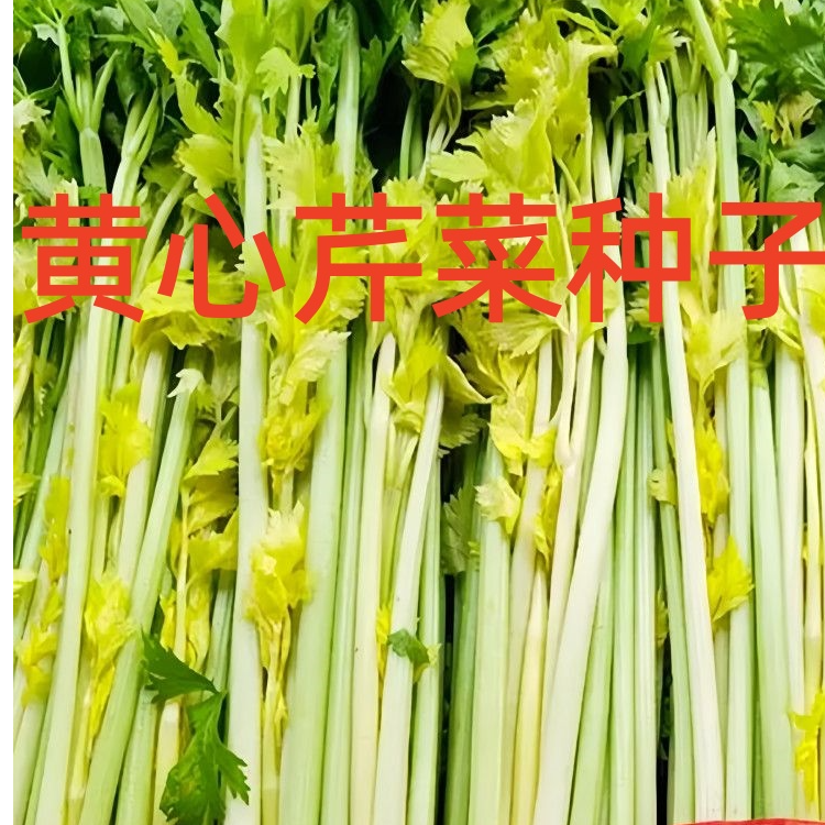 广西黄心芹菜种子四季小芹菜种籽小香芹籽种盆栽农家菜园蔬菜种孑