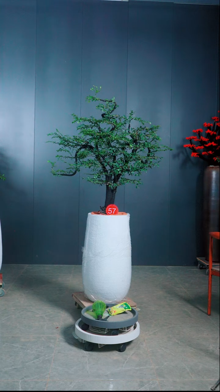 无花朵衡****心小叶紫檀57号