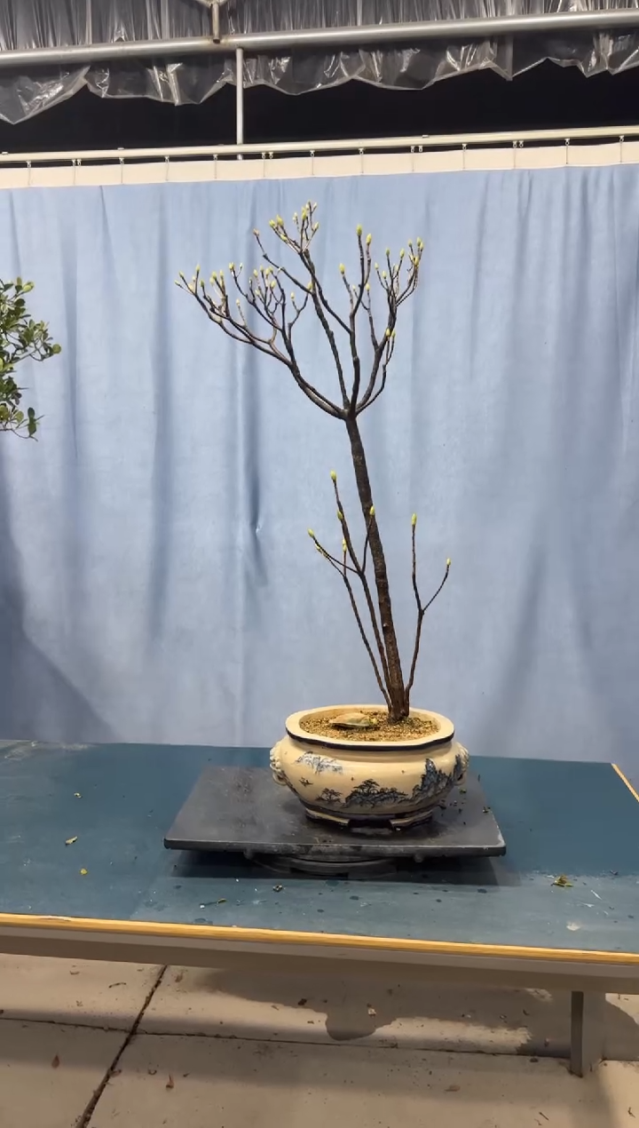 【闪购商品】盆景吊钟花