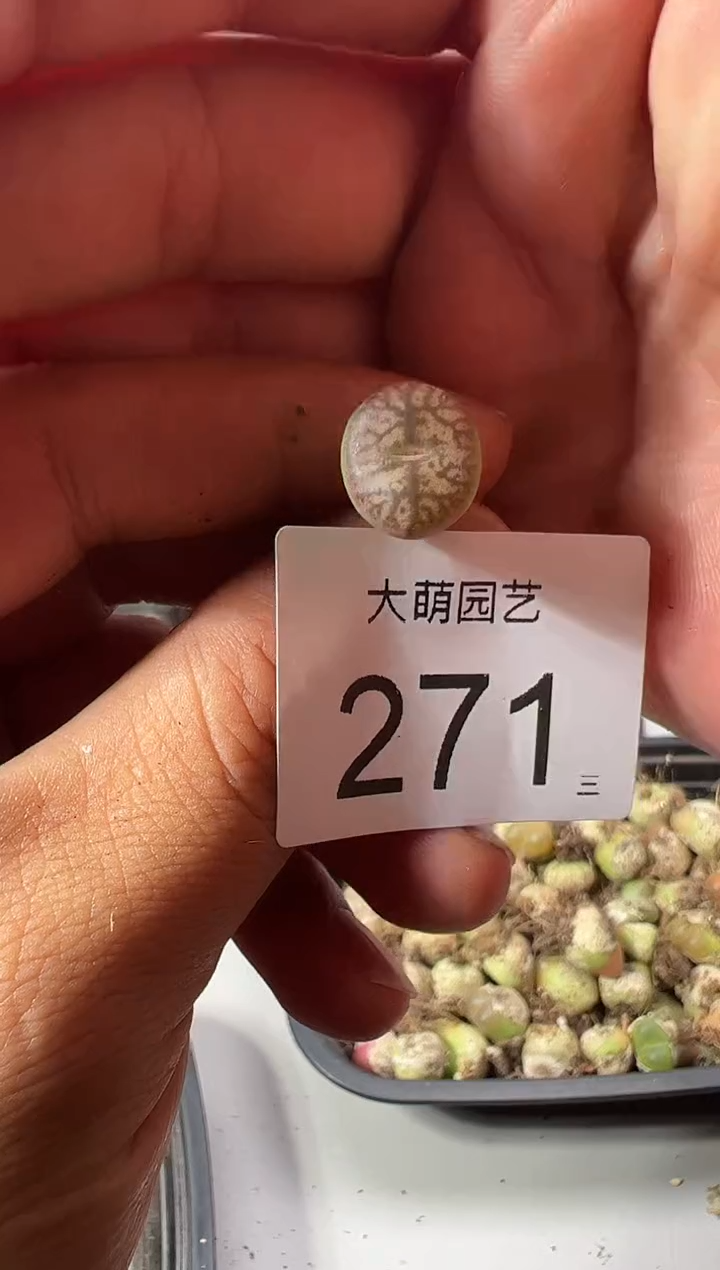 一物一拍   脱土发     -271