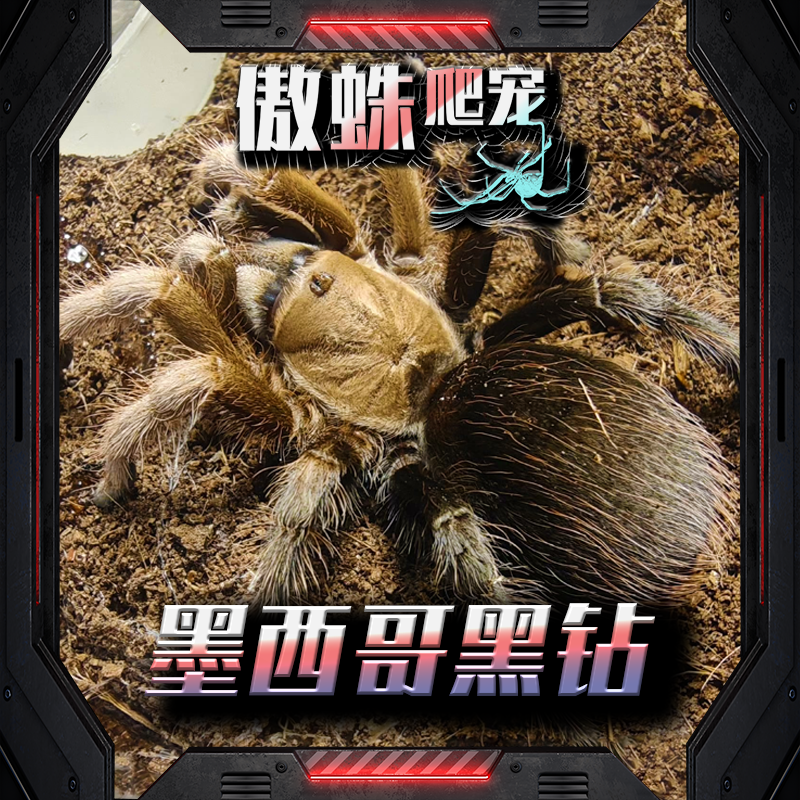 墨西哥黑钻宠物蜘蛛适合新手好养温顺可上手喂食简单