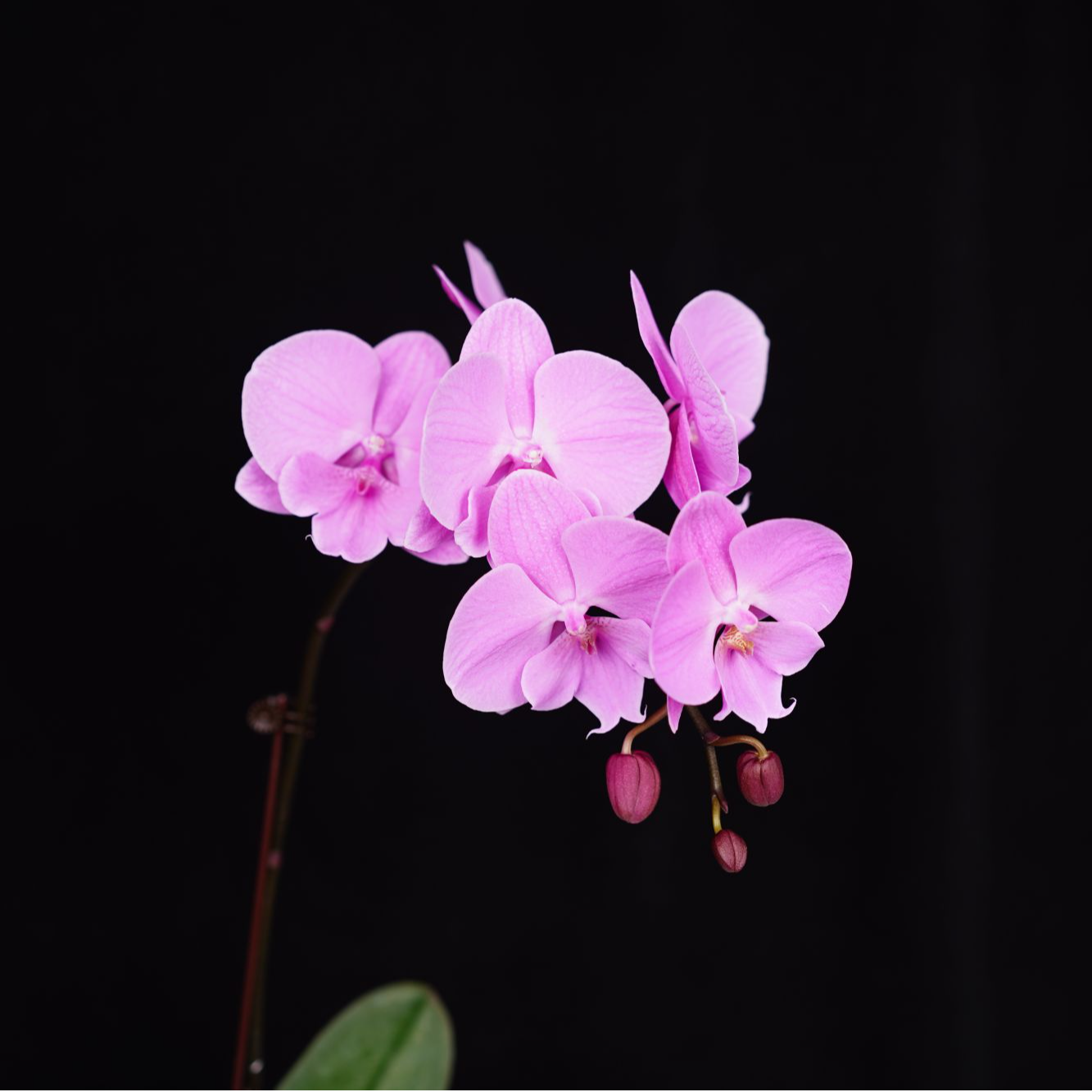 悠花里蝴蝶兰3.0寸【米奇乐多 返祖 粉色】全花开花株发货