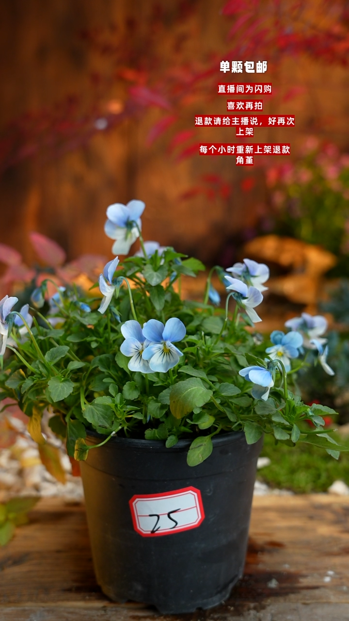 全部花朵卜**?0000025