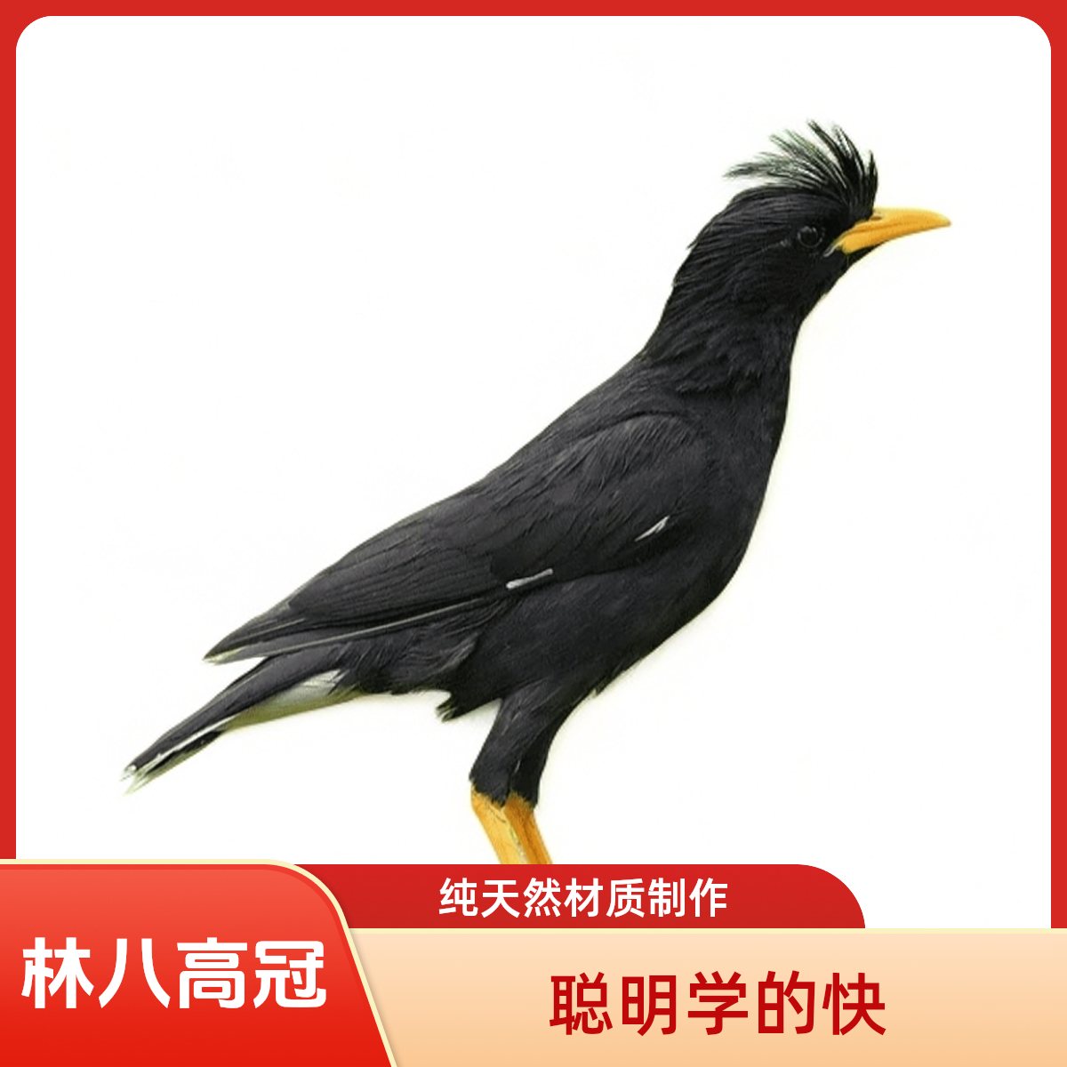 小林鹦鹉文鸟鸟聪明可爱会说话