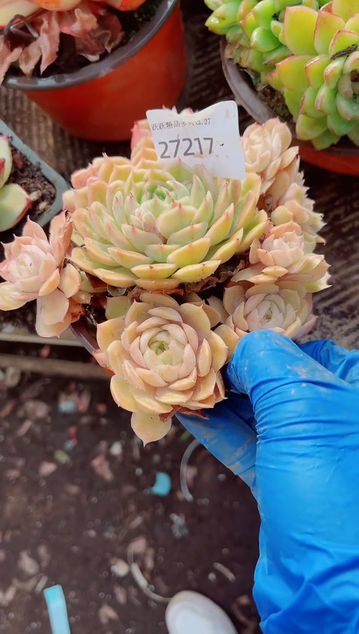 拾**听跃跃精品多肉27217