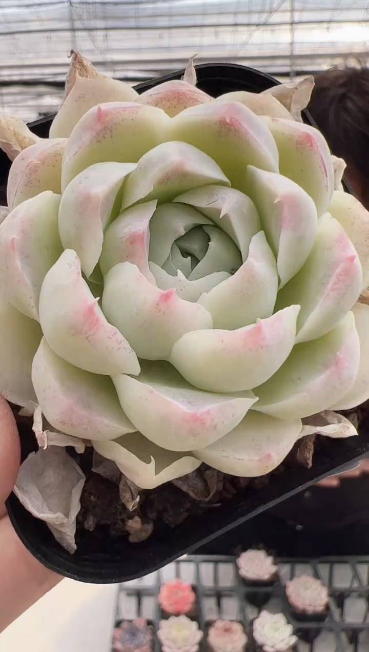 【闪购商品】新款多肉-155