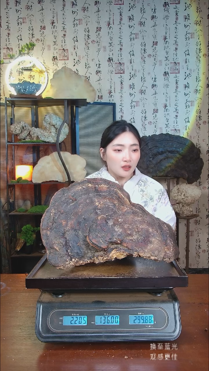 红缘拟层孔菌中国大陆【藏区野生】红缘树舌（4.41斤）50-60年份