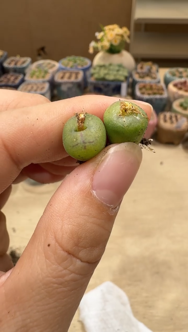 8-91多肉植物肉锥