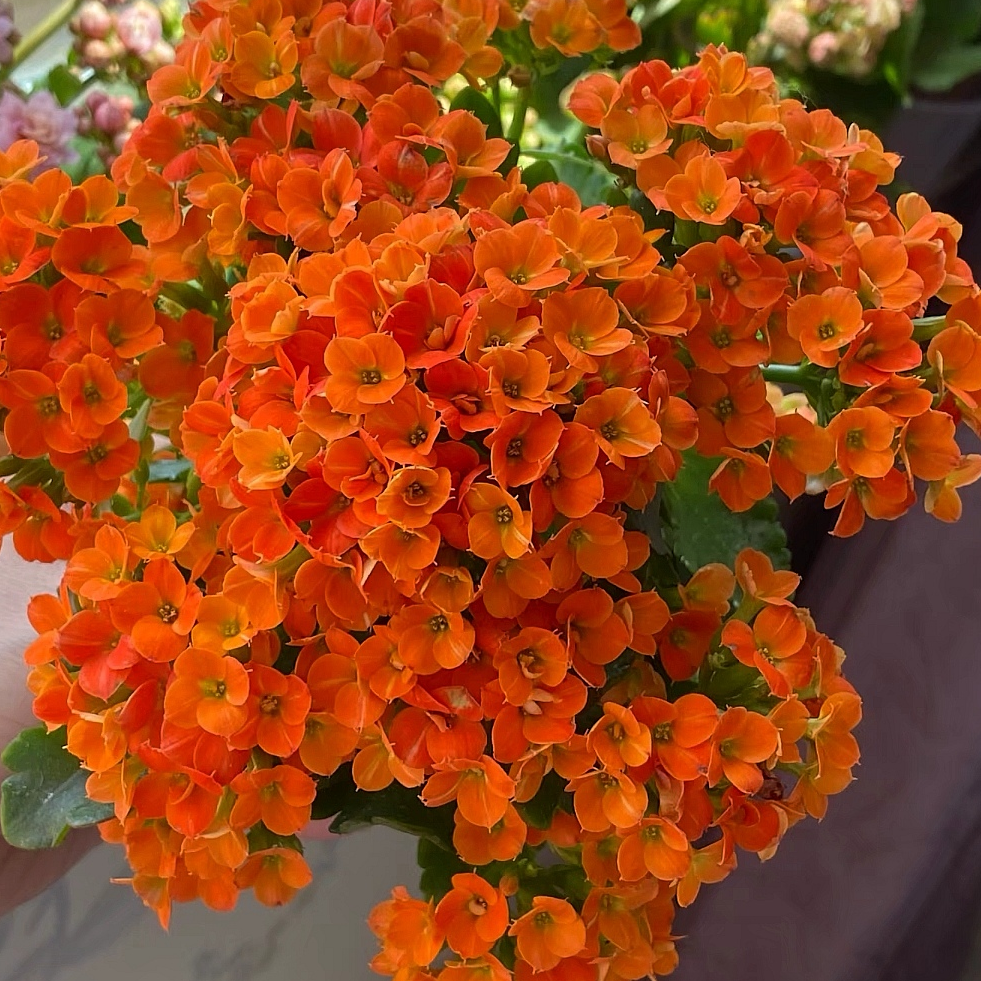 橙丝带 重瓣带花苞100口径花盆