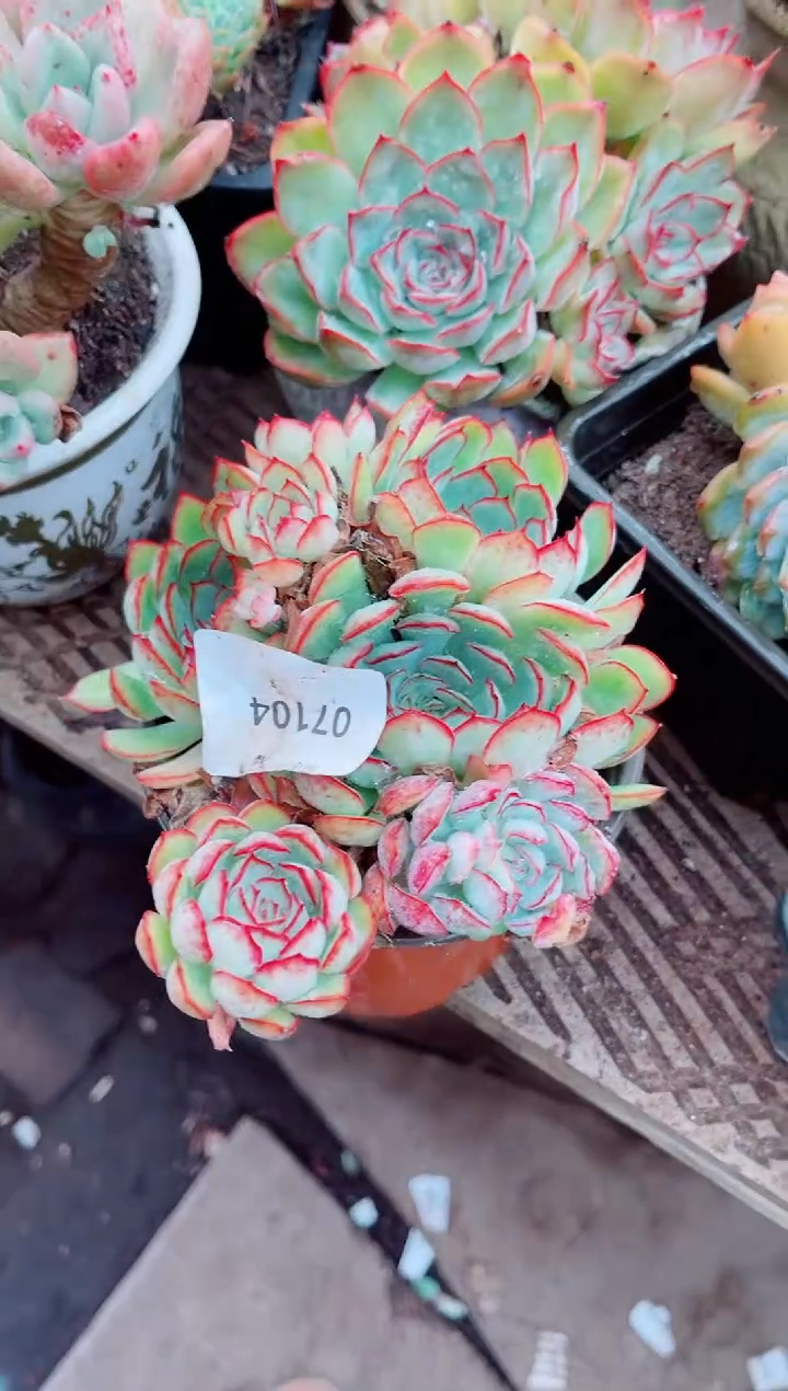 娜*多肉植物一物一拍07104