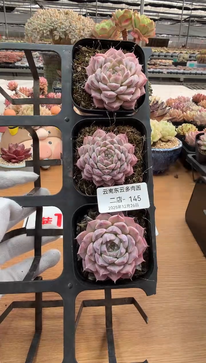 东云多肉园二店-145（其中1棵）