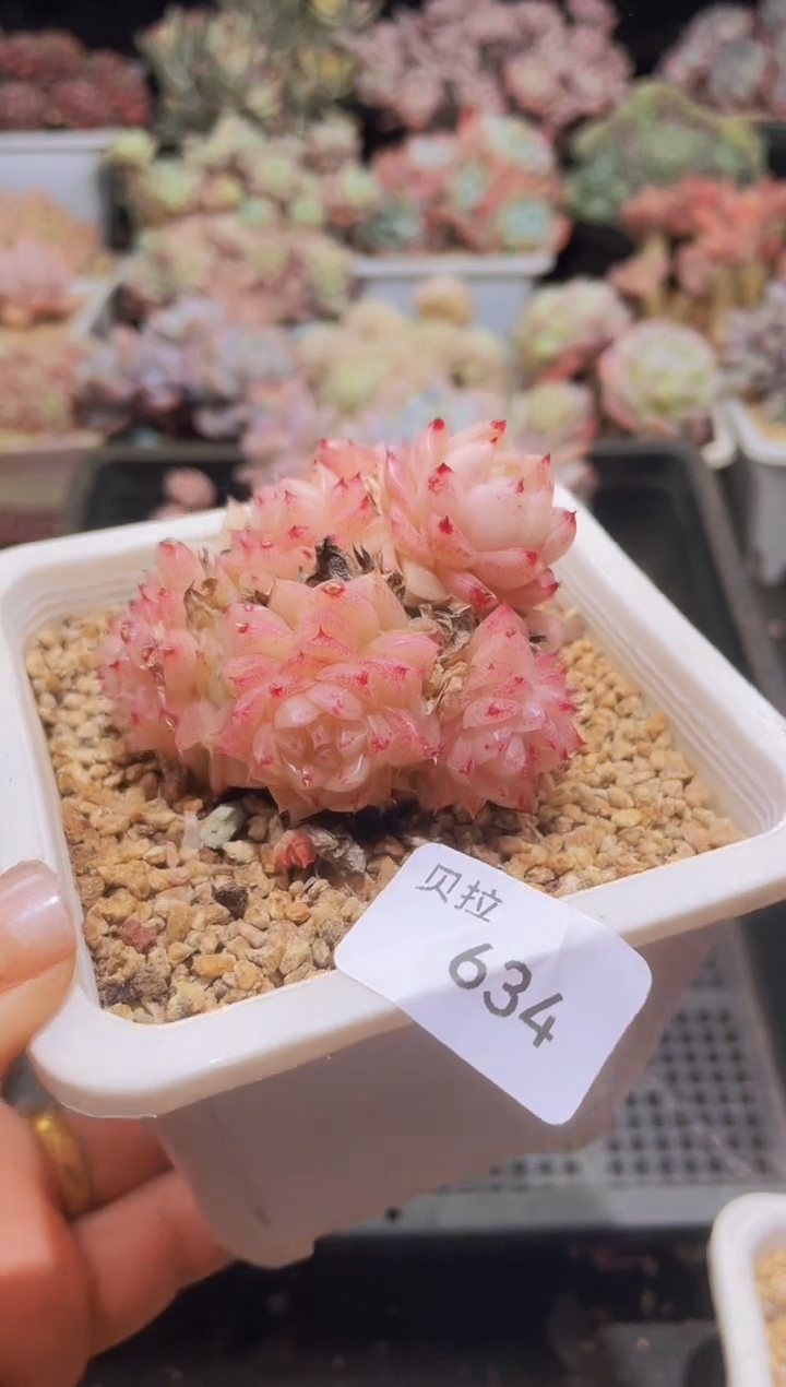 【闪购商品】634麦秆群