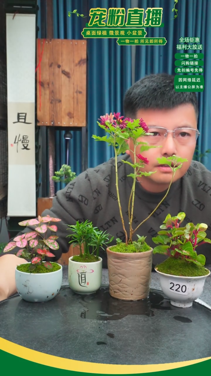 无花朵淡*月苔藓微景观220号