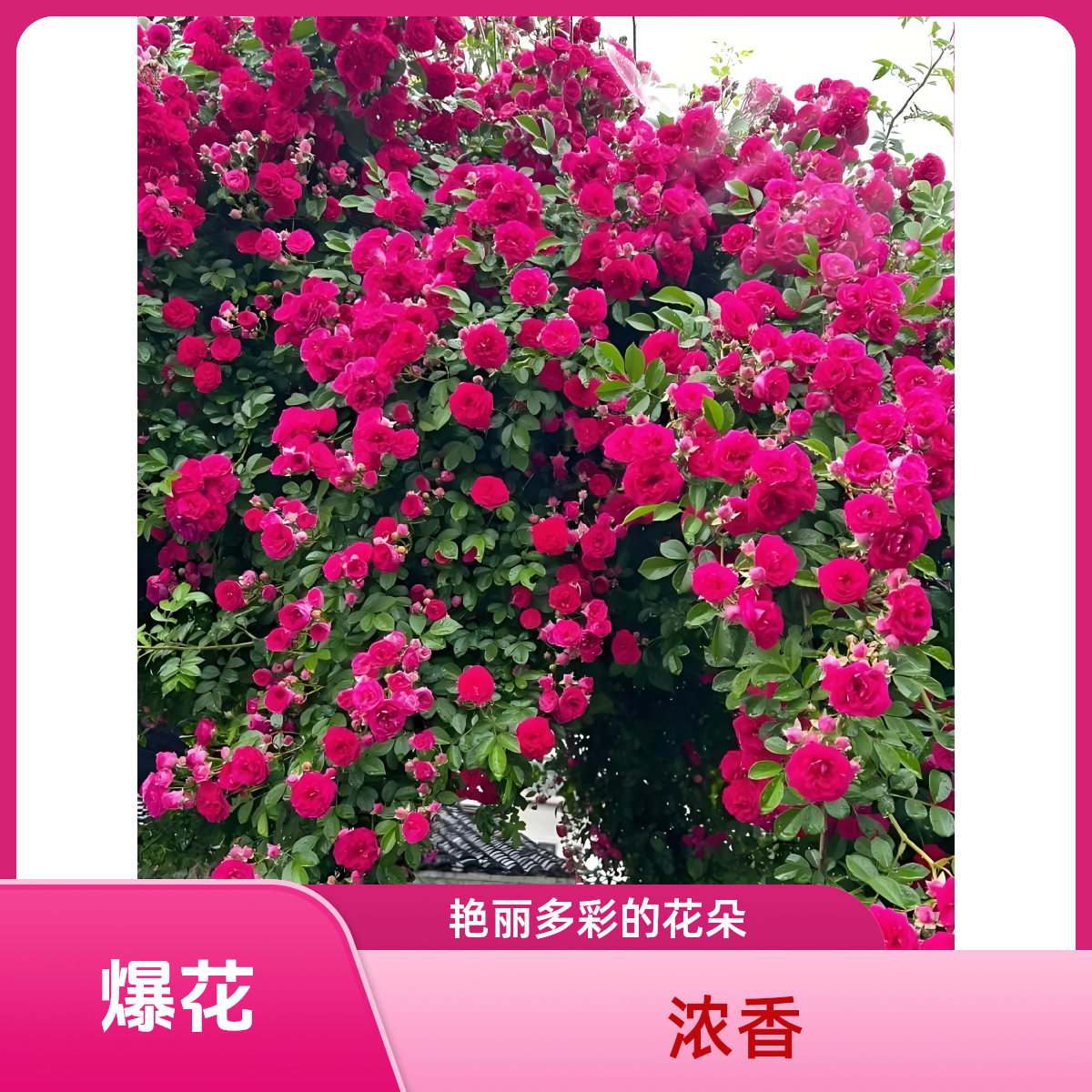 1.7米以上  四季红木香四季开花  耐寒耐热  好养活爬藤绿植花苗