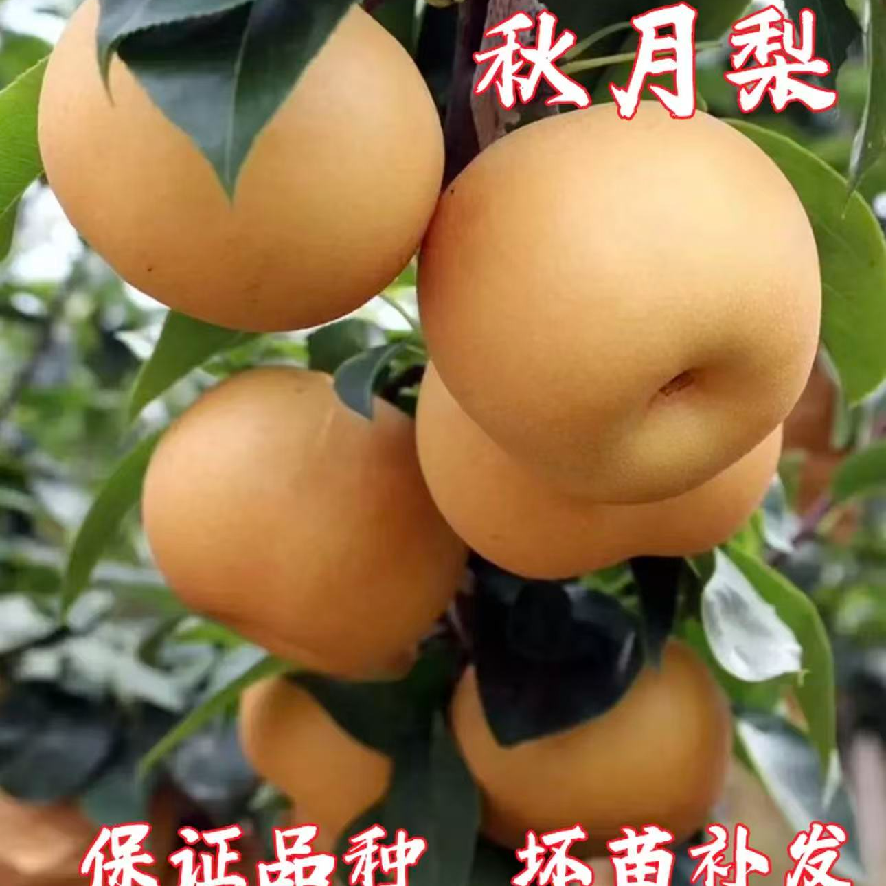 砀山正宗嫁接特大果秋月梨树苗南方北方种植盆栽地栽当年结果