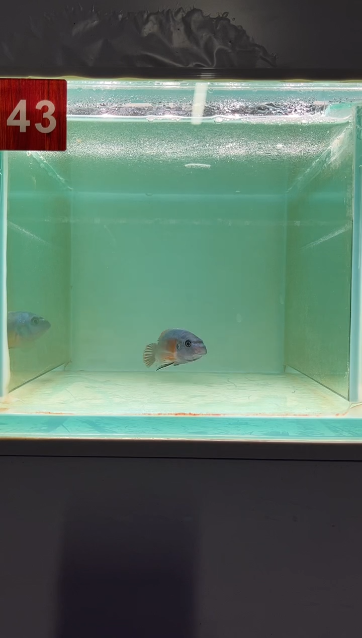 慈鲷鱼野生三湖慈鲷