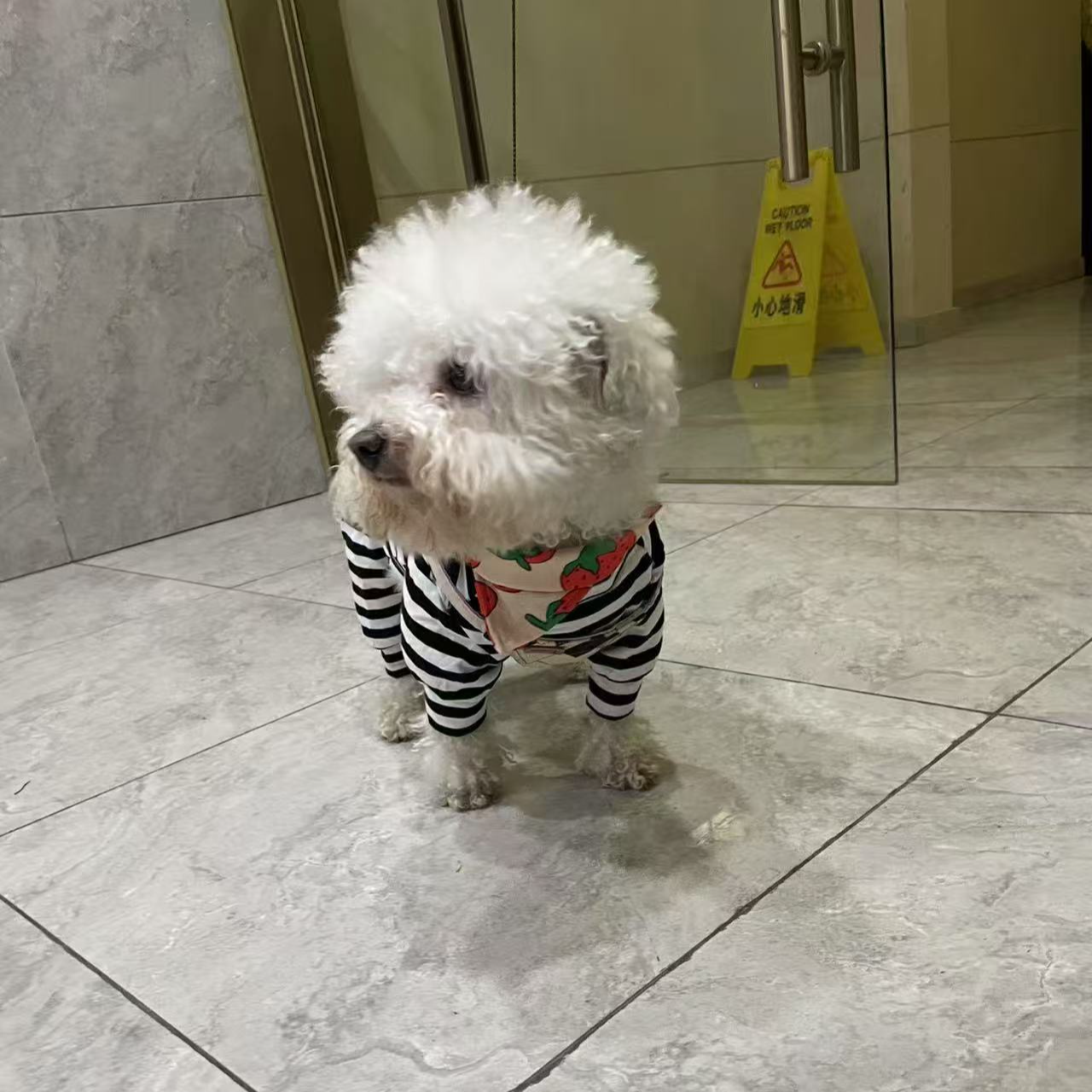 猫狗衣服700-799不退不换直播过款