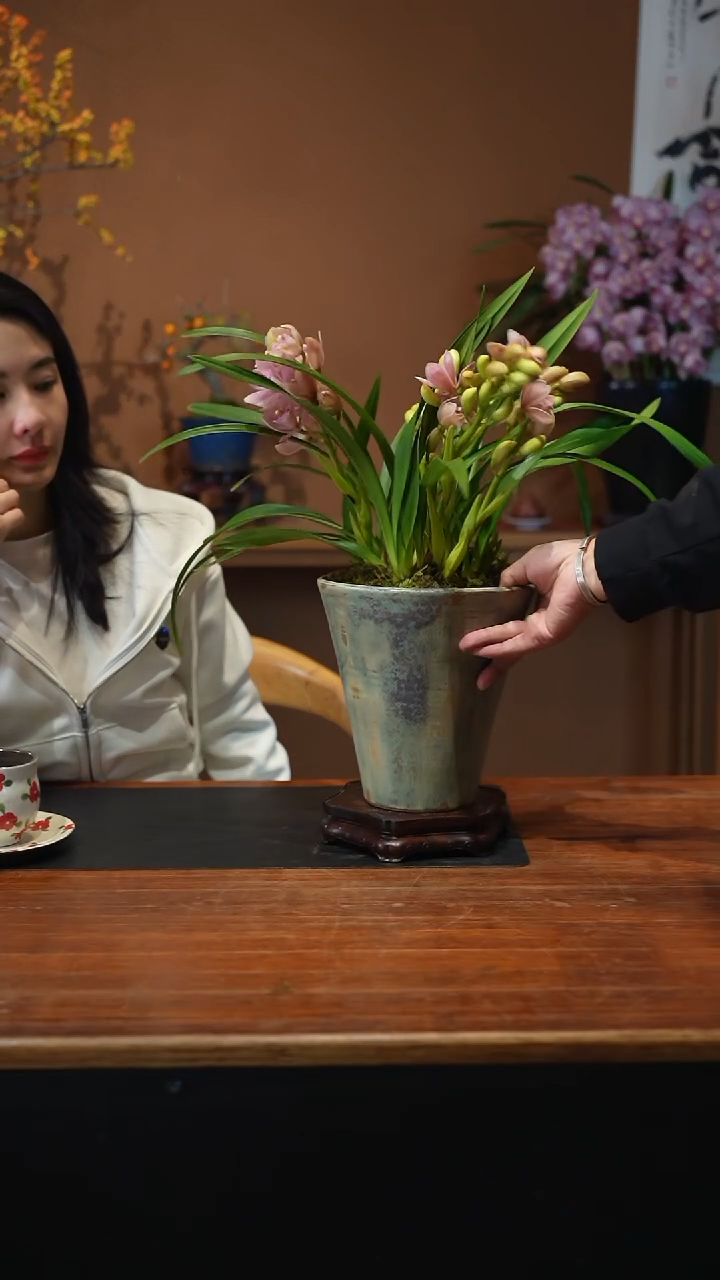 全部花朵樱花盆景盆景