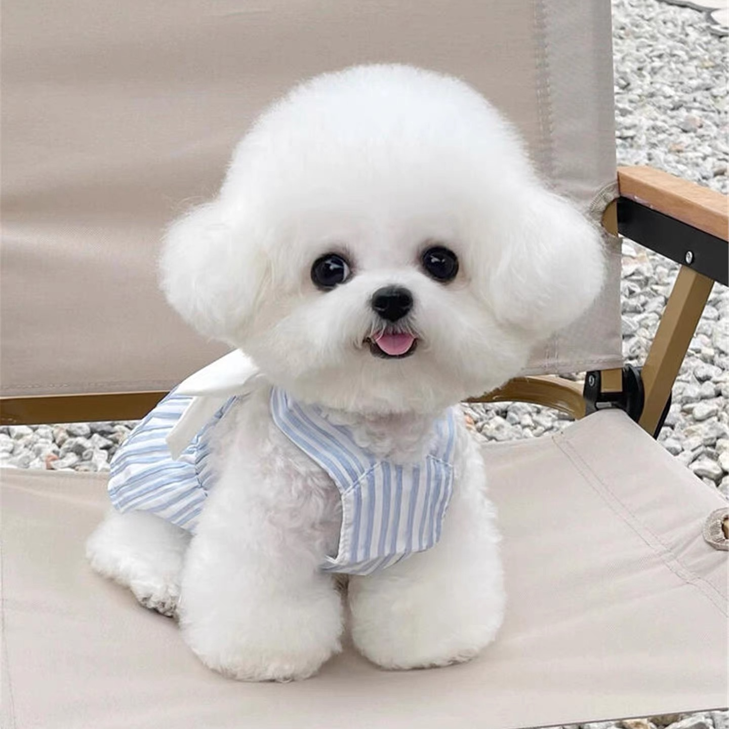 自选小型犬  泰迪比熊博美相框