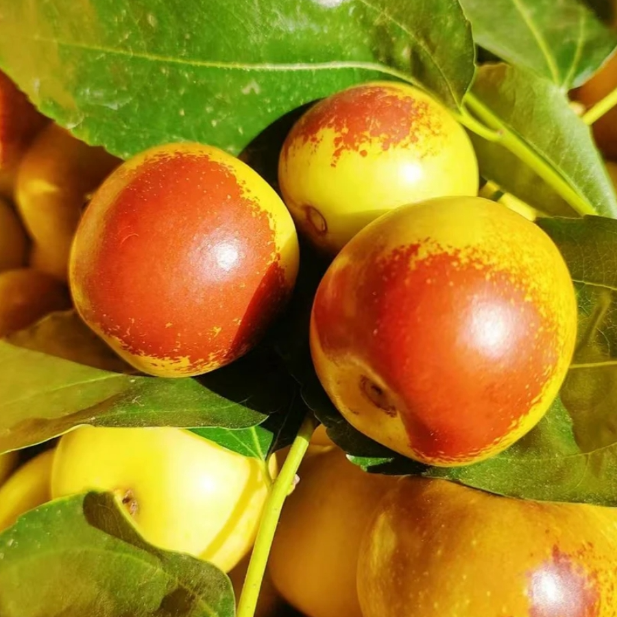 【一物一拍】嫁接冰糖枣 冬枣 蟠枣 葫芦枣 南方北方都可种植