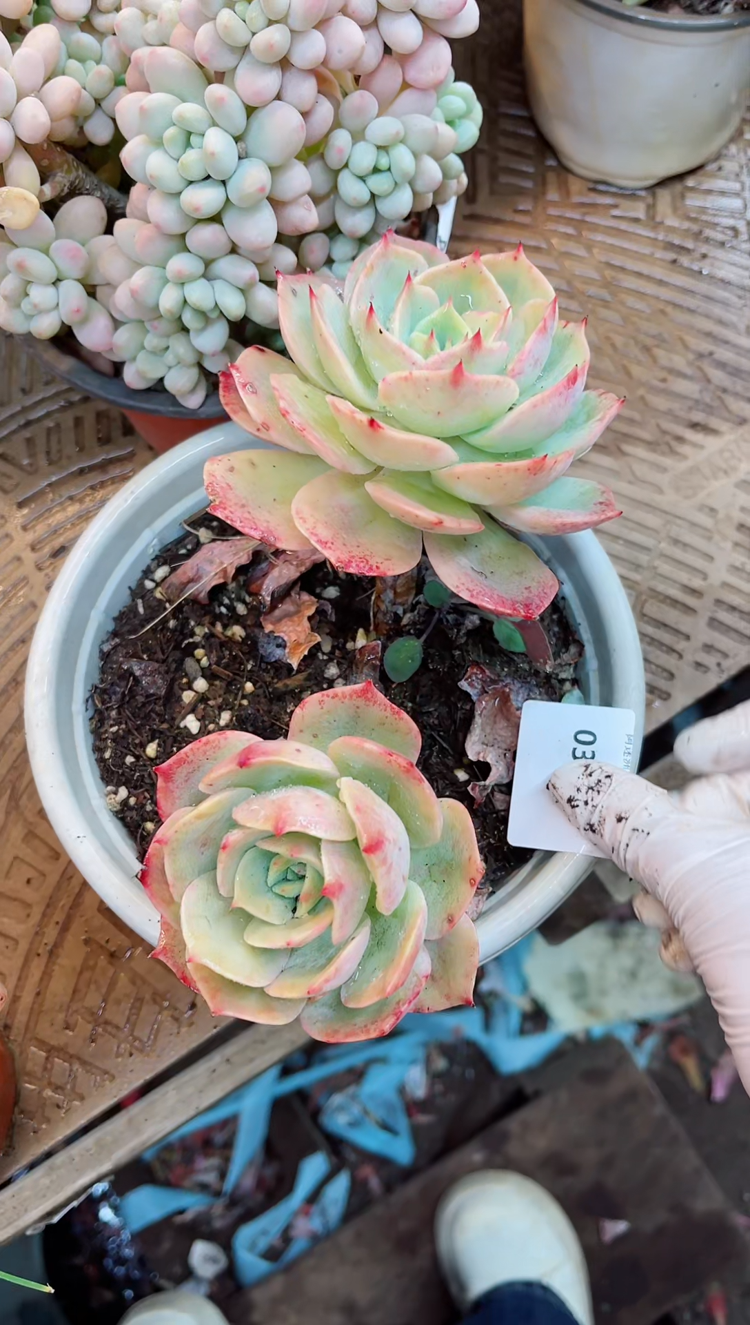 【闪购商品】03128