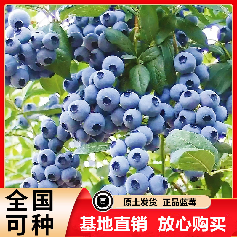 A1-1.2米（带果大苗)蓝莓苗原土发货南北方种植当年结果带果发货
