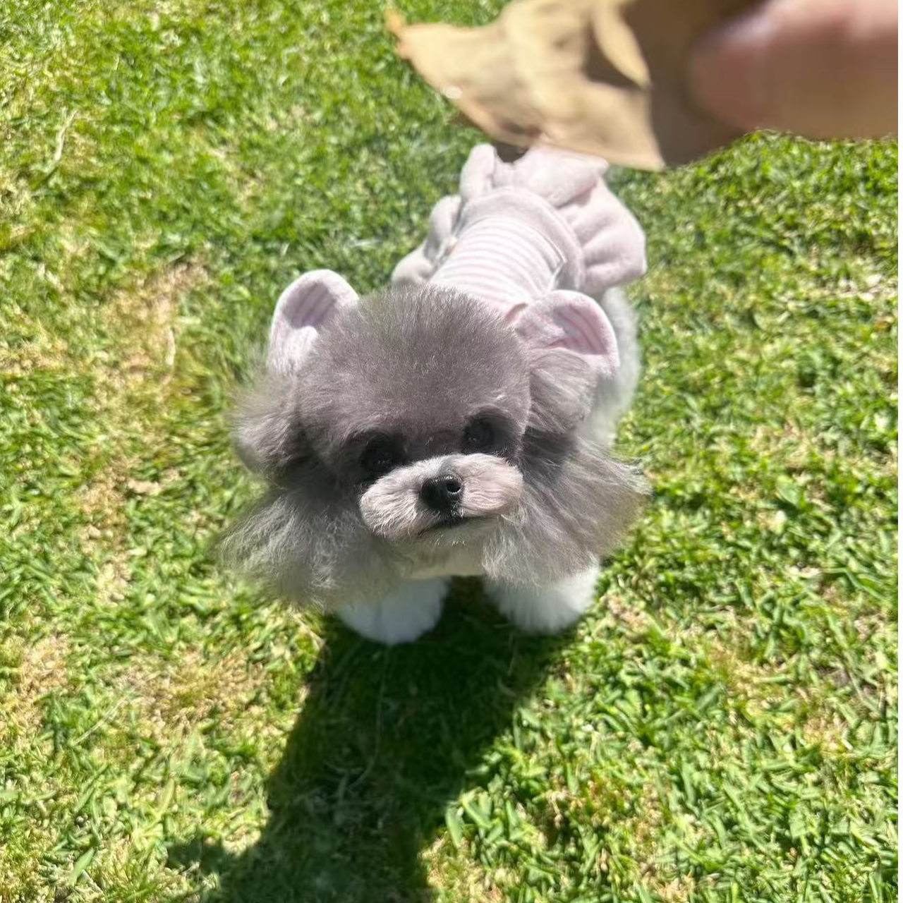 艳艳207李恒纯种泰迪熊