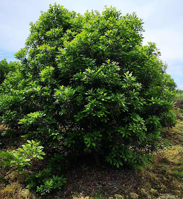 东魁/黑炭盆栽/庭院绿植/老桩盆景