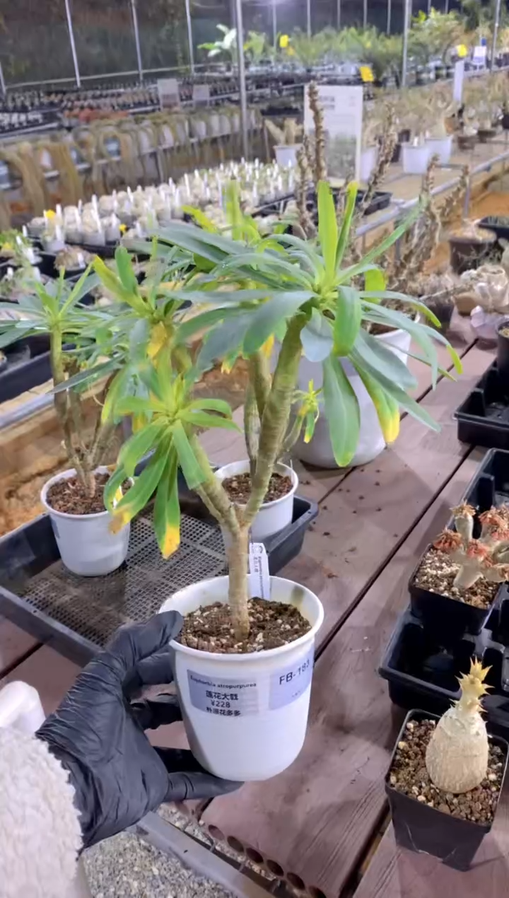 【闪购商品】莲花大戟FB-183