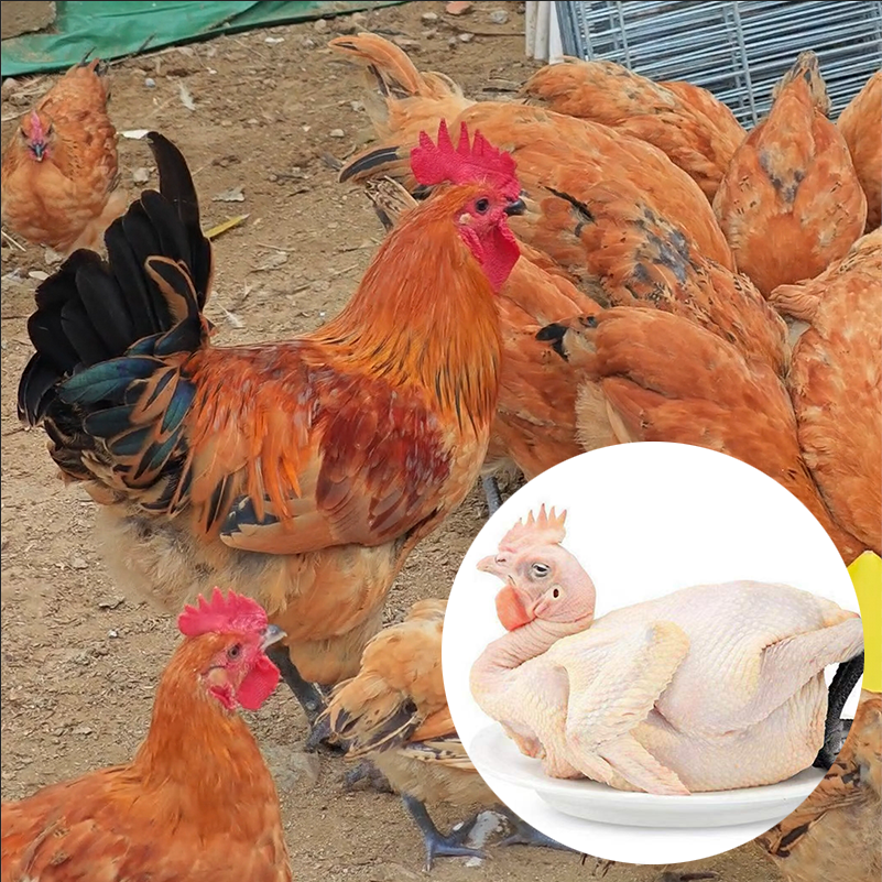 买就送一只淮南草土鸡散养散放现选现杀肉质紧实味鲜美坏单包赔