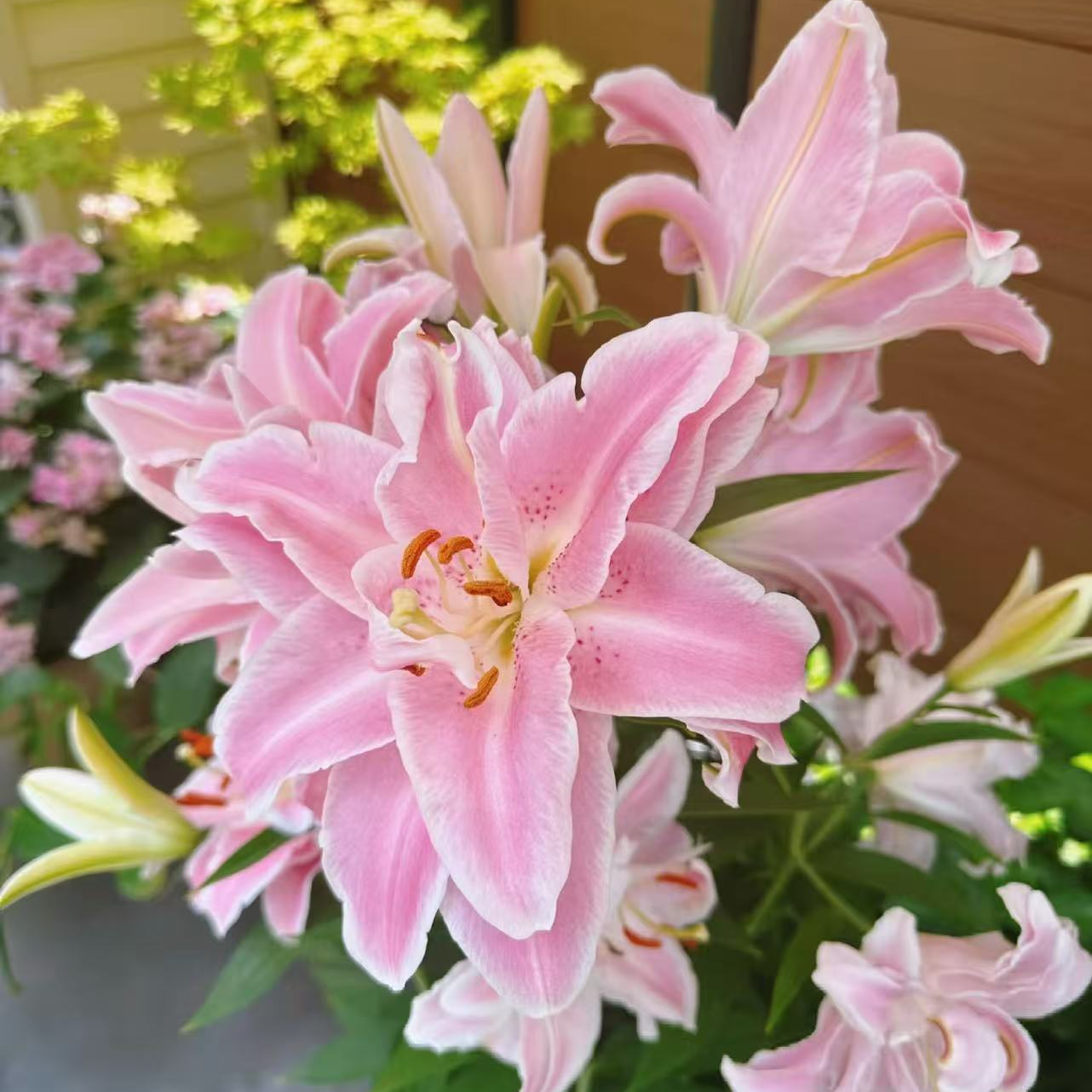 【魔法公主】14/16四季种大花1个种球重瓣耐寒花香香水百合