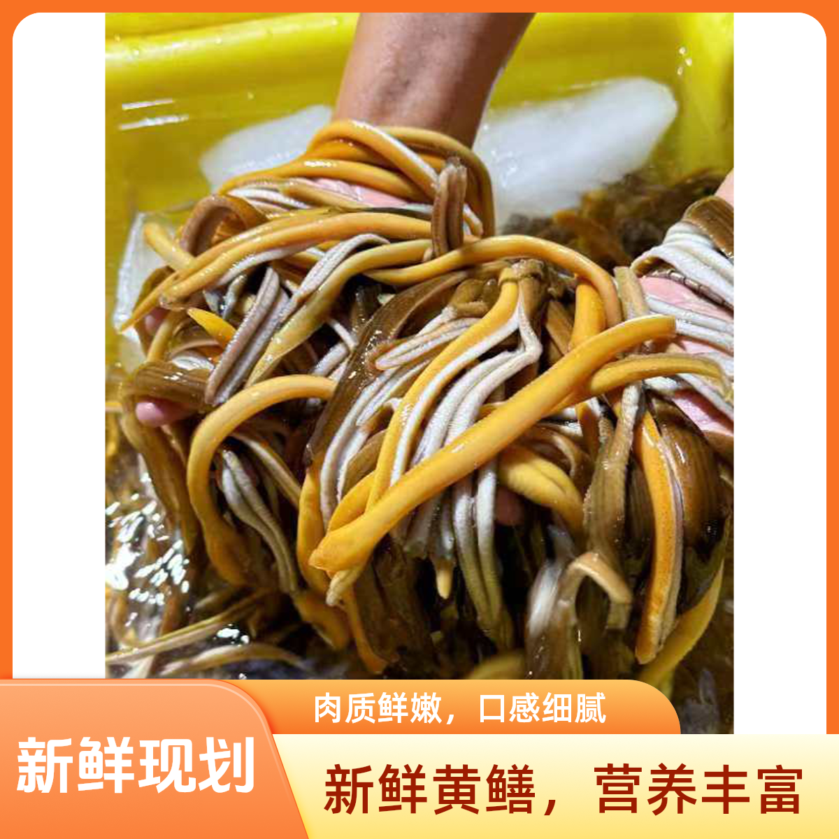 新鲜鲜活现划鳝丝  去头去骨去内脏