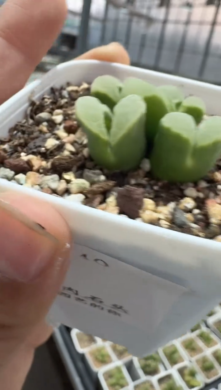 风****生10-245多肉植物肉锥