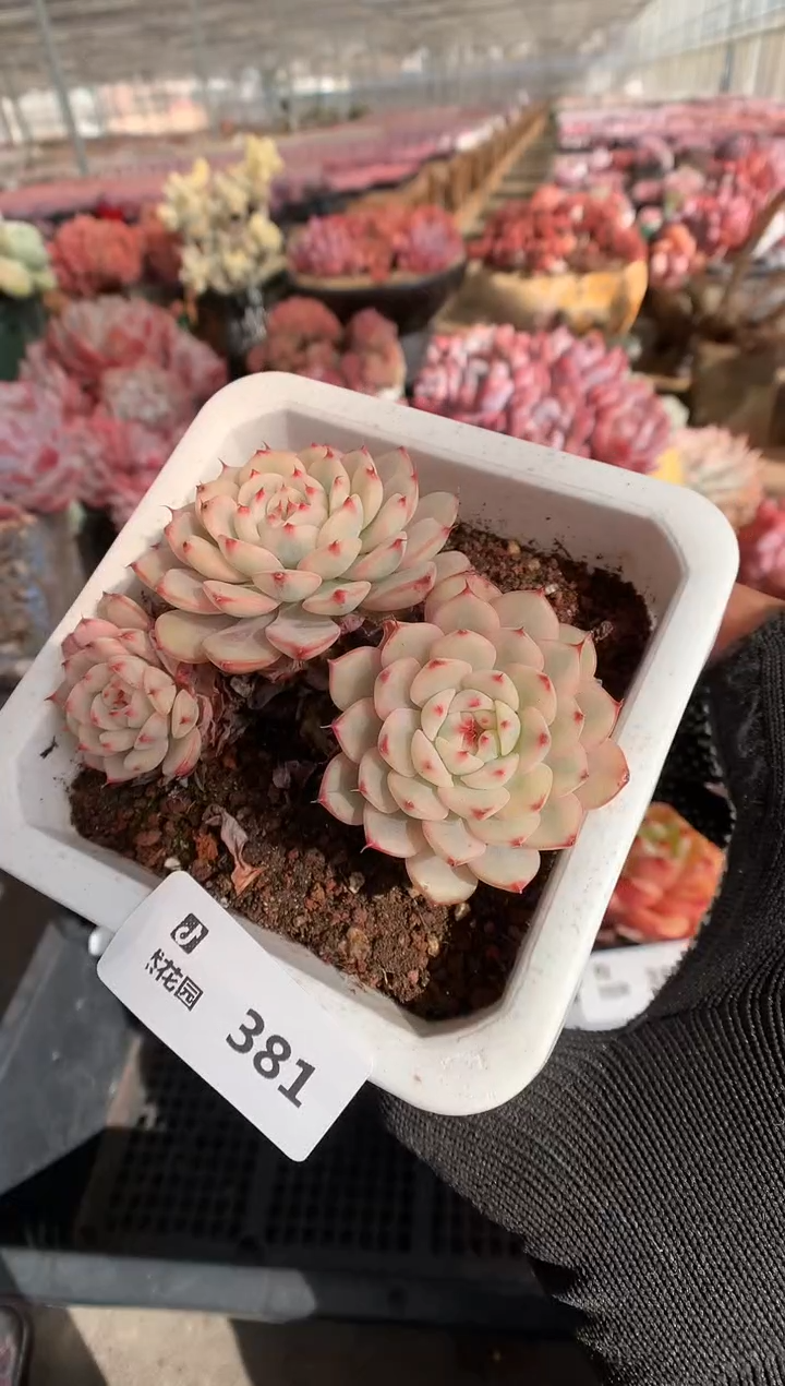 381姬莲锦一物一拍888有砍