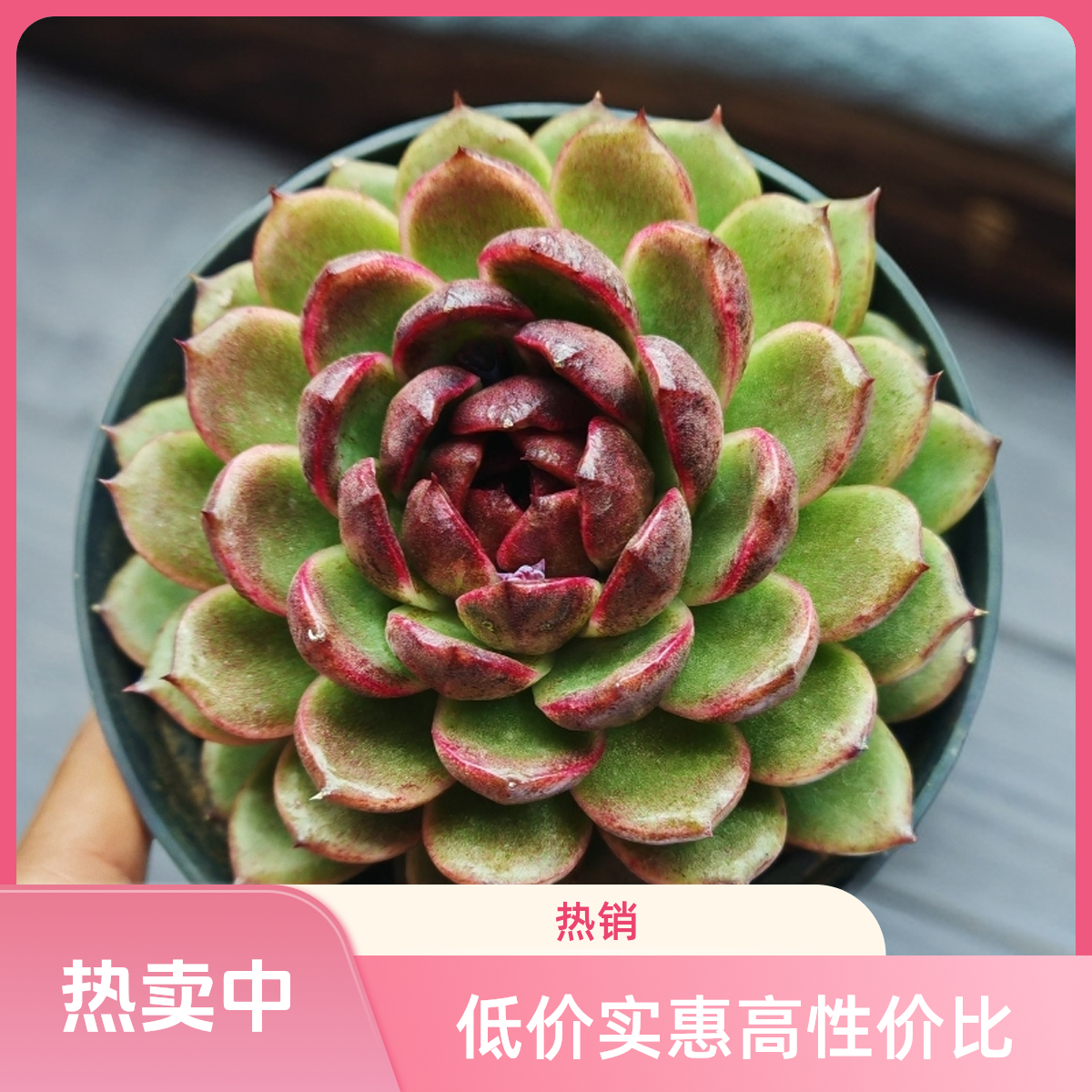 顺悠 精品黑水晶多肉植物透到发亮脱土