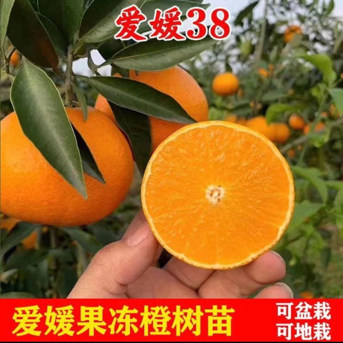 【大果多汁】爱媛果冻橙树苗早熟正宗嫁接好南北方庭院阳台栽种