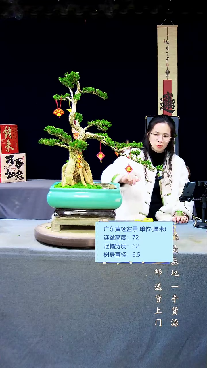 【闪购商品】雀舌皱皮黄杨盆景雀舌皱皮黄杨盆景