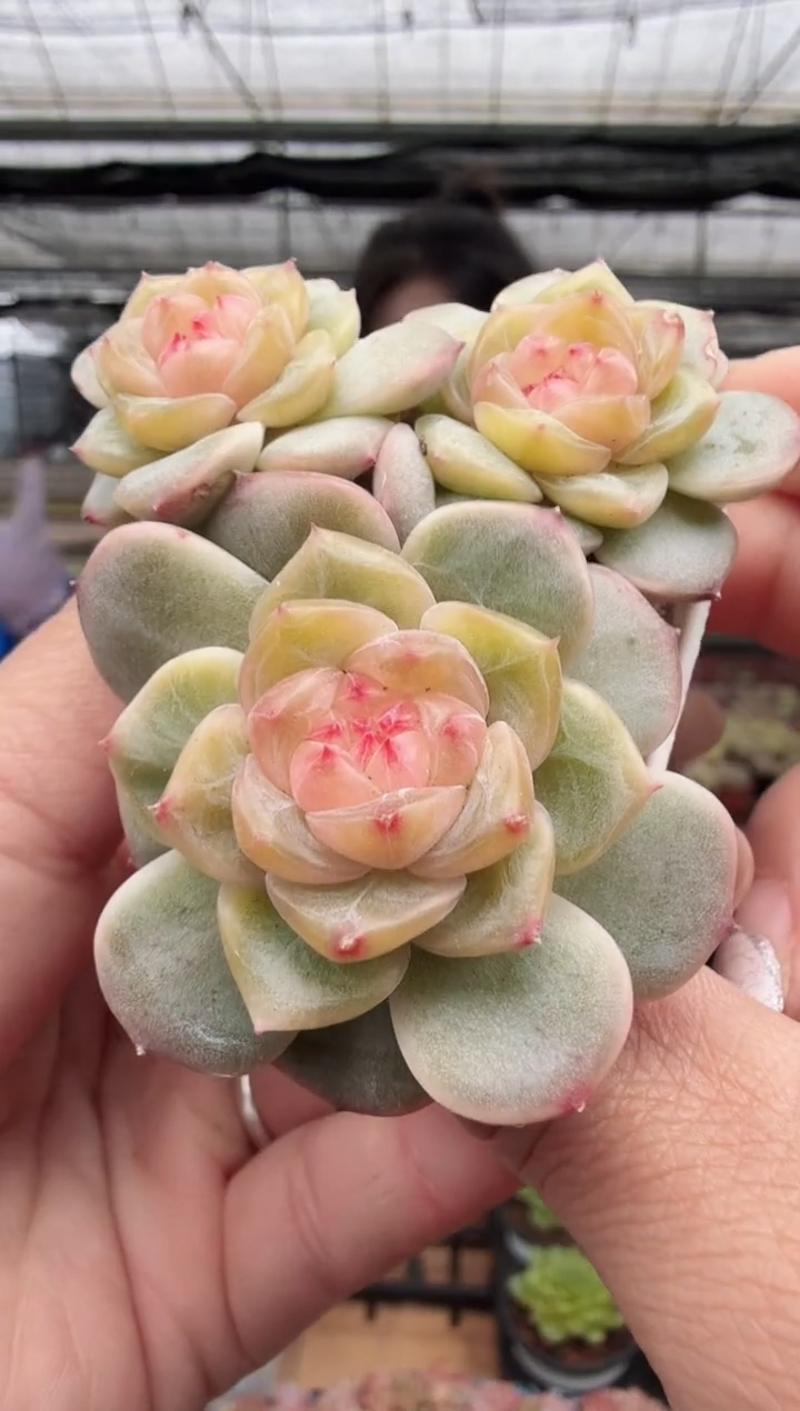 东云多肉园新款-41