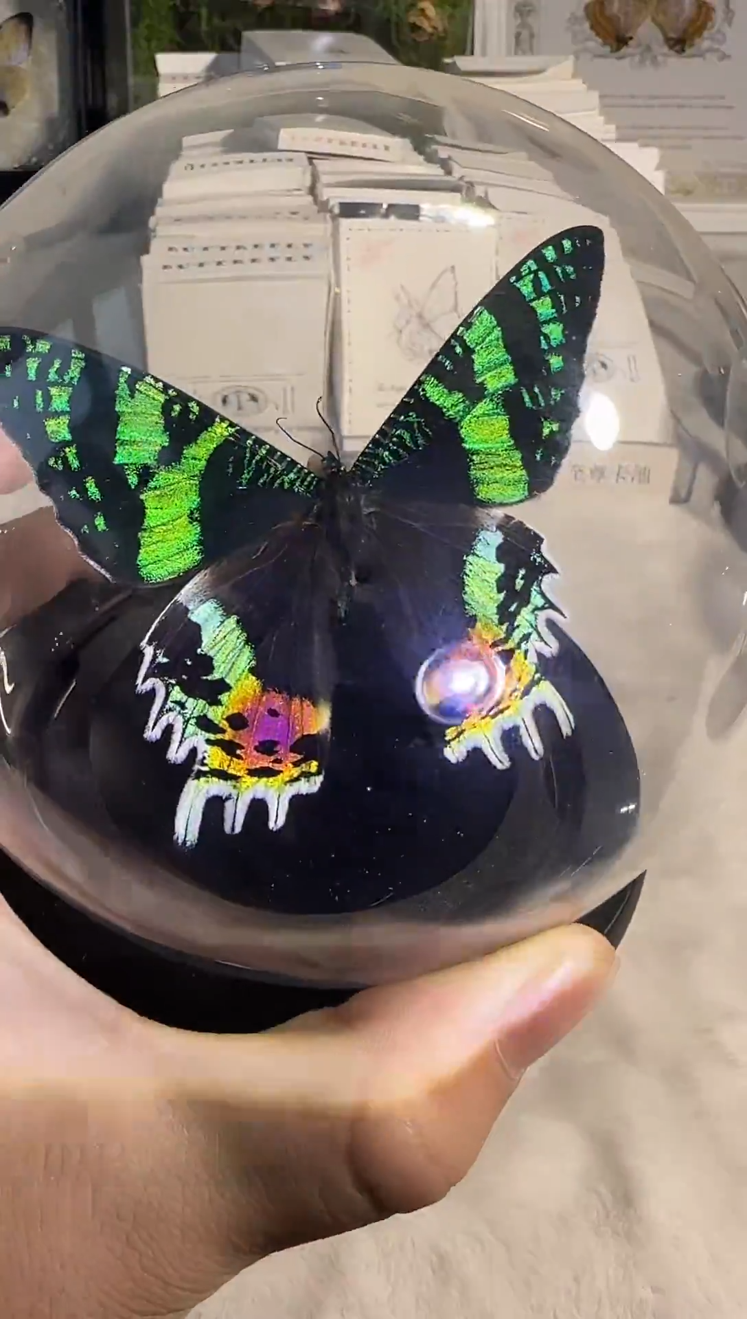有机玻璃太阳蛾水晶球精美蝴蝶