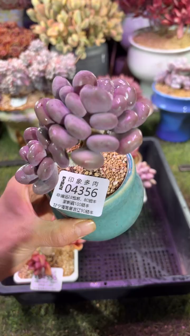 【闪购商品】04356脱土带盆