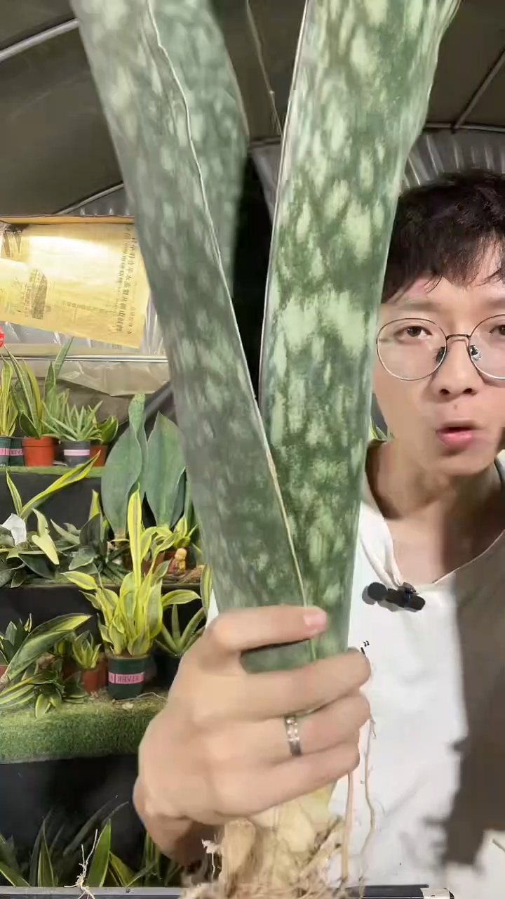 龙王裸根178....