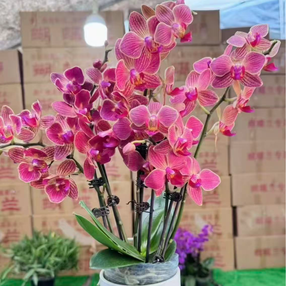【李先生】日升~蝴蝶兰出梗苗网红桌面摆花适合公司前台装饰