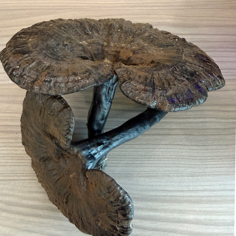 来自深山贵州大山纹理清晰肉质结实