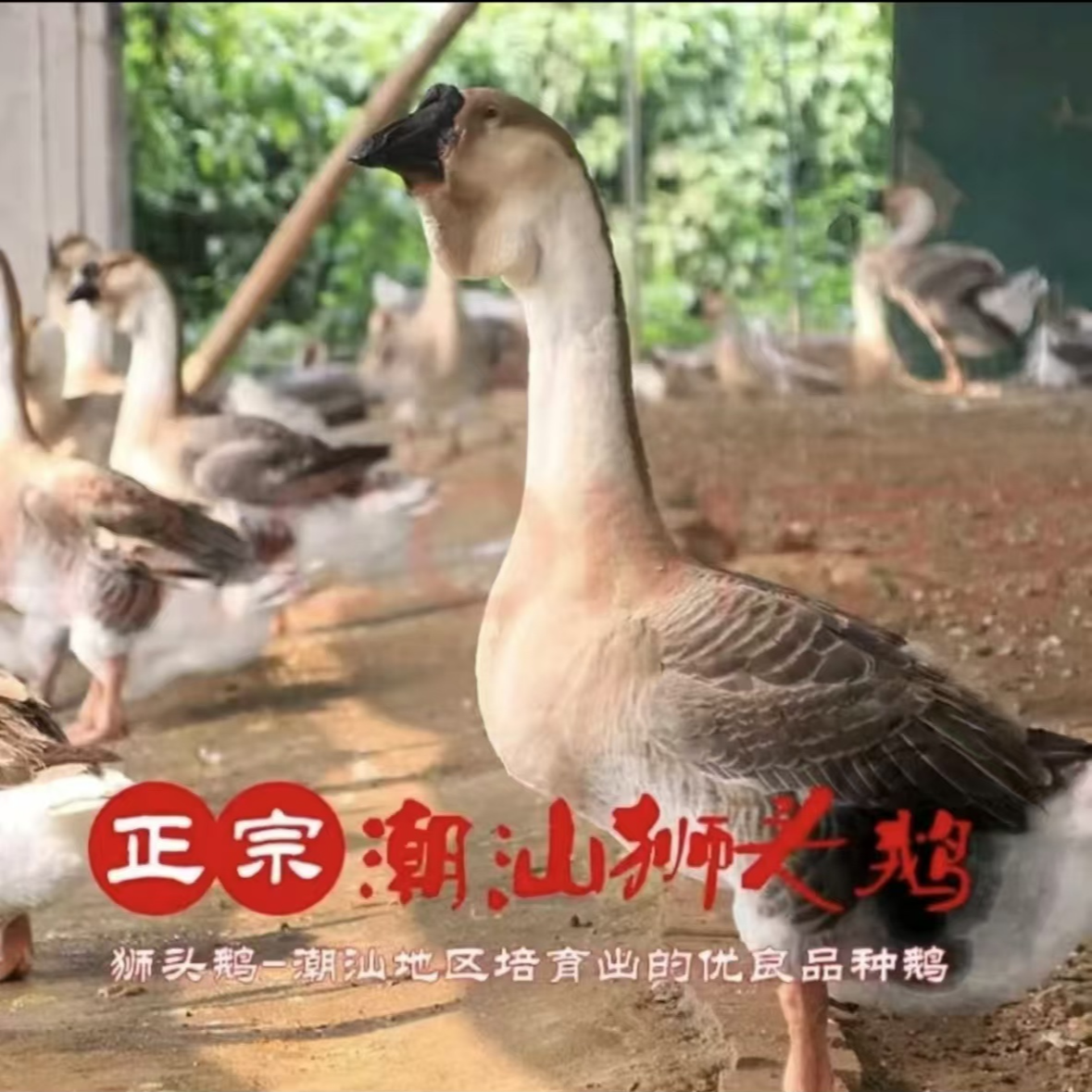（三两左右）特大种狮头鹅肉干肉质鲜美顺丰速运