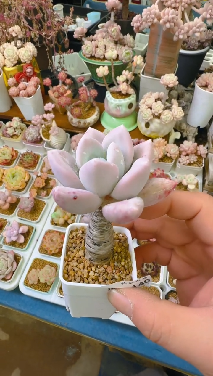 【闪购商品】优—140—仙农(奥）