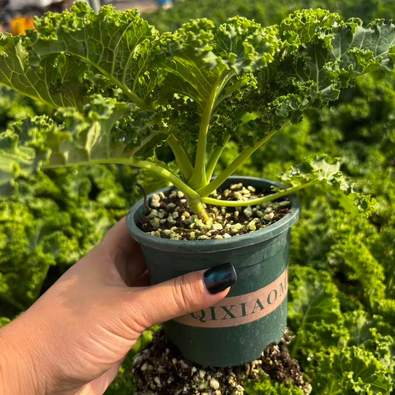 羽衣甘蓝盆栽四季播种有机高钙耐寒食用甘蓝大田盆栽种苗懒人当季