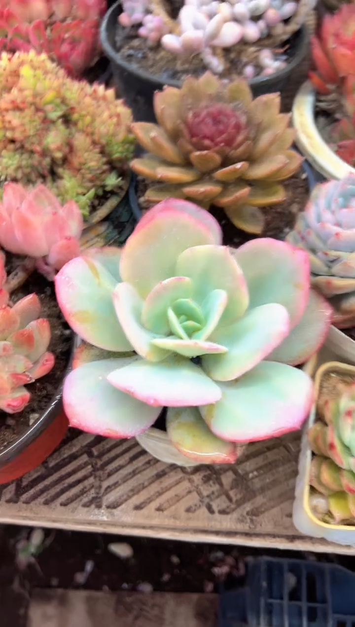 小*妈阿迷洲多肉花卉08369